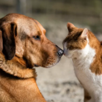 Paws and Whiskers Navigating Life with Dogs, Pets, and Cats