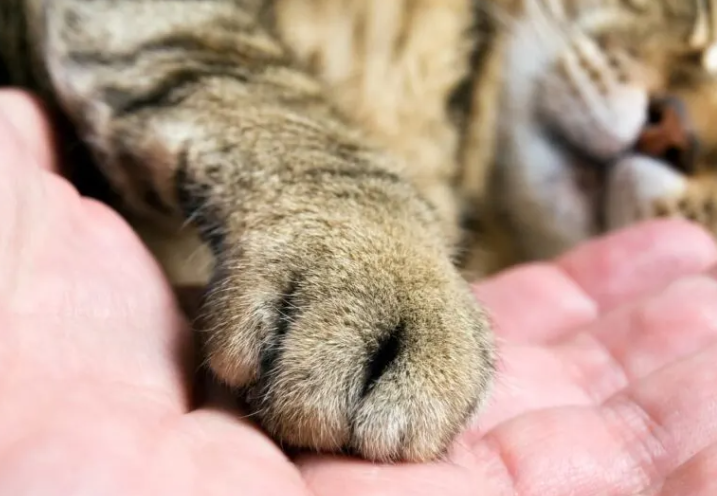 The Shared World of Paws and Whiskers